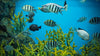 Saltwater Fish Tanks VS Freshwater Fish Tanks - AQUA VIM