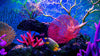 The Benefits of an All-Glass Aquarium for Your Reef Tank - AQUA VIM