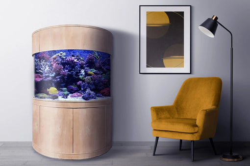 The Benefits of Investing in Aquariums Online with Curved Glass - AQUA VIM