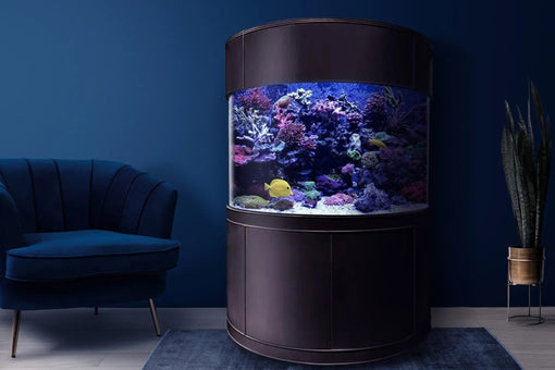 The Iconic Cylinder Aquarium: A Masterpiece of Curved Glass - AQUA VIM