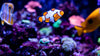 Tips for Choosing the Right Fish for A Luxury Home Aquarium - AQUA VIM