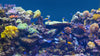 Tips for Keeping Your Reef Aquarium Healthy - AQUA VIM