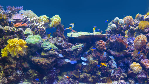 Tips for Starting A Reef Fish Tank - AQUA VIM