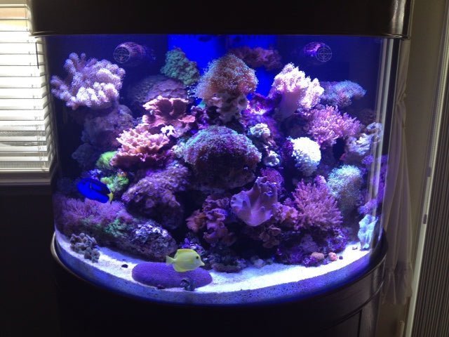 180 Gallon Half Cylinder Glass Reef - Ready Aquarium Set in Abyss Black | AQUA VIM