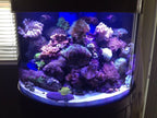 180 Gallon Half Cylinder Glass Reef - Ready Aquarium Set in Walnut | AQUA VIM